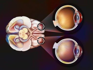 Eye: path of the visual pathways from the eye to the visual areas of the brain.