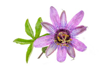 Close up of a purple passionflower flower isolated on a white background.