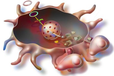 Manufacture of pieces of the AIDS virus, from a DNA loop injected into the body by vaccination.