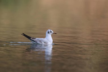 Black-headed gull in a park in Paris, Ile de France, France.