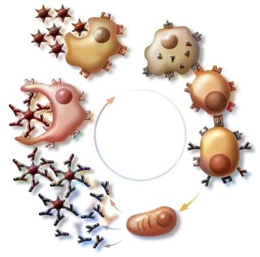 Allergic reaction: sensitization phase of the allergy (first contact).