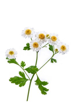 Roman chamomile (chamaemelum nobile) on white background.
