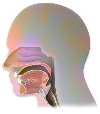 Respiration: structure of the airways in humans.