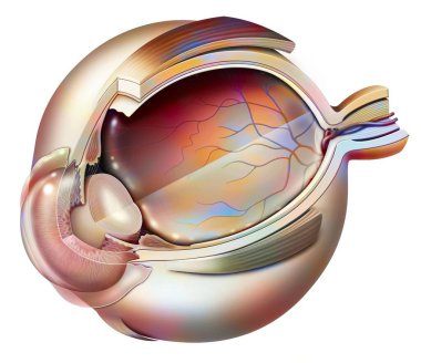 Eye anatomy with vitreous humor transparency effect.