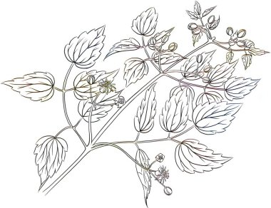 Clematis leaves isolated on white background.