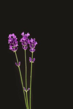 Lavender. close-up view