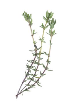 thyme green leaf closeup on white background