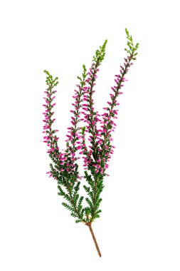 Sprig of heather (calluna vulgaris) close-up on white background cutout.