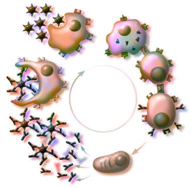 Allergic reaction: sensitization phase of the allergy (first contact).