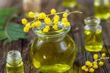 Mimosa essential aroma oil on wooden background