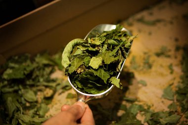 The herbalist collects the leaves of nanah mint, a variety of spearmint, also called Moroccan mint, from the dryer.