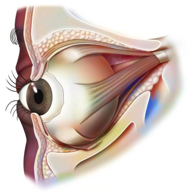 Anatomy of the eye and eyelid (viewed from 3/4) with iris, pupil. .