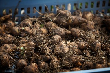 Organic farming selling directly to consumers, here harvests Jerusalem artichokes.