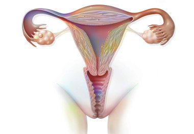 Female genitalia, with an ovarian follicle represented in the ovary.