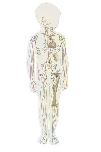 Lymphatic System Children Lymph Vessels Nodes — Foto Stock