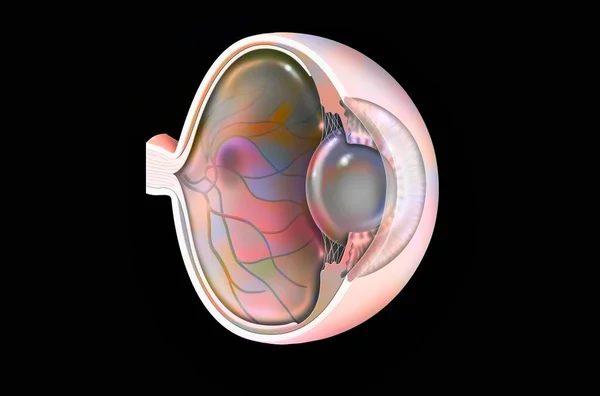 Eye Age Related Macular Degeneration Degenerative Disease Macula — Foto Stock