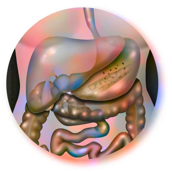 Liver Its Contribution Neighboring Organs Stomach Intestine — Foto de Stock