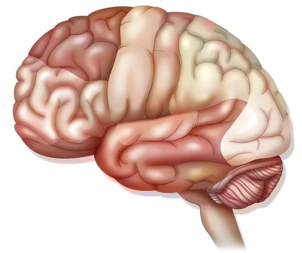 Areas Brain Prefrontal Cortex Premotor Cortex Oculomotor Cortex — Stockfoto