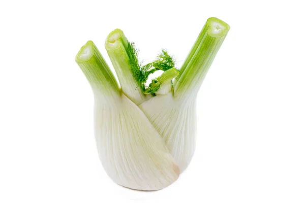 Close Fennel Foniculum Vulgare Medicinal Plant White Background — kuvapankkivalokuva