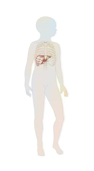 Location Liver Rib Cage Child Silhouette — Stock Photo, Image