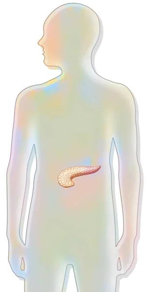 Pancreas Placed Male Silhouette — Stock Photo, Image