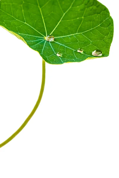 Nasturtium Tropaeolum Majus Leaf White Background Water Drops — Stock Photo, Image