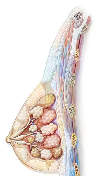 Anatomy Breast Showing Nipple Mammary Glands —  Fotos de Stock