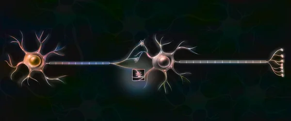 Connection between neurons to allow the transmission of nerve impulses.