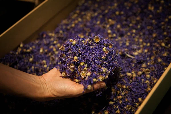 Herbalist Harvesting Cornflower Flower Effective Conjunctivitis — Stock fotografie