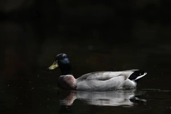 Mallard Πάπια Ένα Πάρκο Στο Παρίσι Ile France Γαλλία — Φωτογραφία Αρχείου