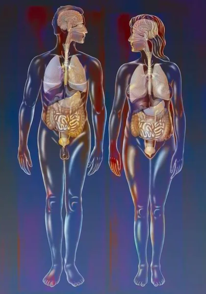 Дыхательная Пищеварительная Нервная Система Мужчины Женщины — стоковое фото