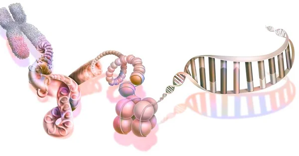 Different Levels Dna Compaction — Zdjęcie stockowe