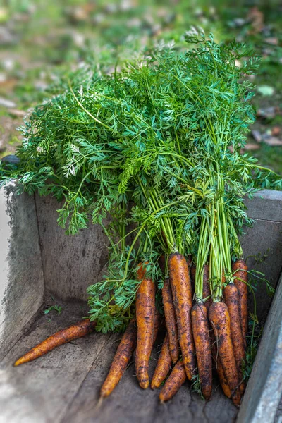 Close Fresh Carrots Wooden Wheelbarrow Forest — Stock Photo, Image