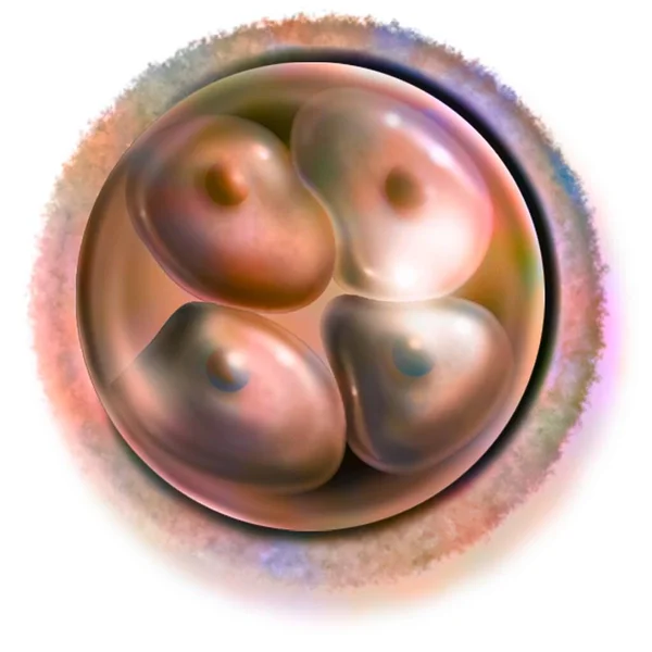 Cell Embryo Hours Fertilization Stage Four Blastomeres — Zdjęcie stockowe