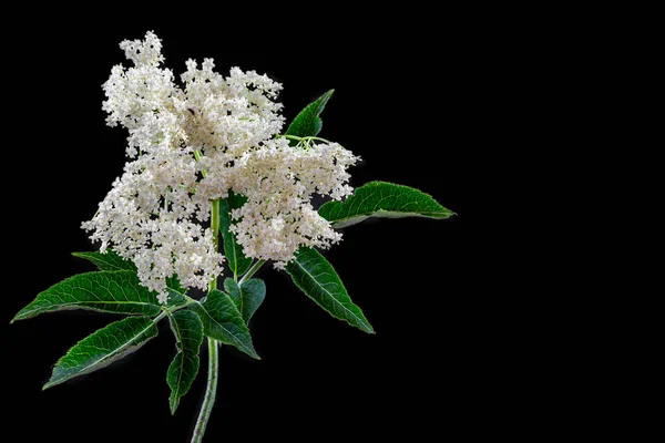 Elderberry Flowers Medicinal Benefits — Stock Fotó