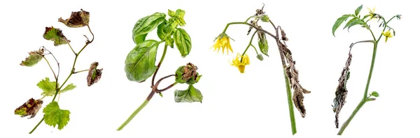 Symptoms Downy Mildew Disease Affecting Several Plants Garden Brown Spots — Stockfoto