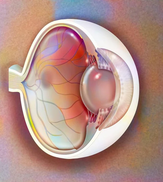 Sagittal view of the eye anatomy showing lens, retina, cornea, iris, choroid. .