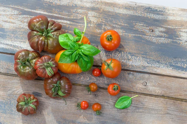 Black Tomato Close View — Stok fotoğraf