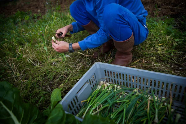 Organic Farmer Working Directly Consumers Here Harvesting New Onions — Stockfoto