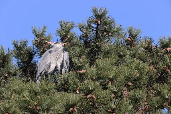 Gray Herons Park Paris Ile France France — Stockfoto