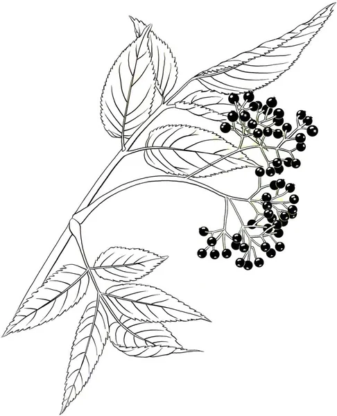 Elderberry Leaves Fruits Isolated White Background — Fotografia de Stock