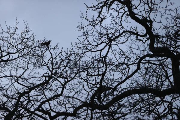 Black Crow Park Paris Ile France France — Stok fotoğraf