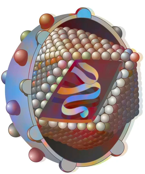 Hepatitis Virus Viral Dna Capsid Made Capsomeres — Zdjęcie stockowe