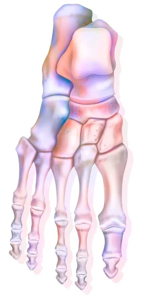 Superior View Foot Different Bones Calcaneus Talus — Foto Stock