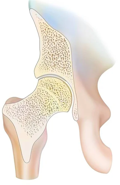 Mid Sagittal Section Healthy Hip Joint — 图库照片