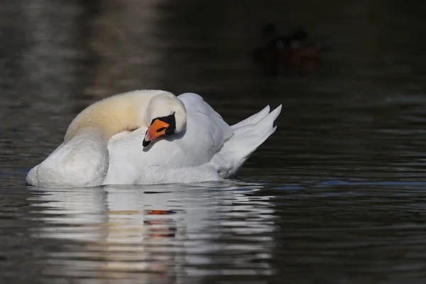 Mute Swan Park Paris Ile France France — Fotografia de Stock