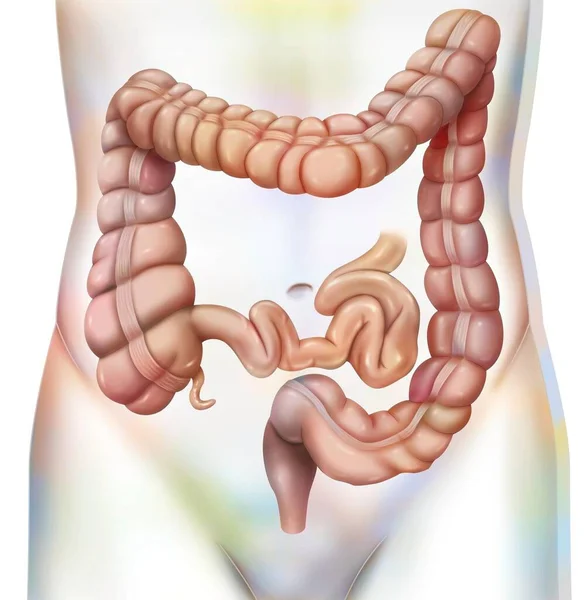 Digestive System Colon Large Intestine — Zdjęcie stockowe