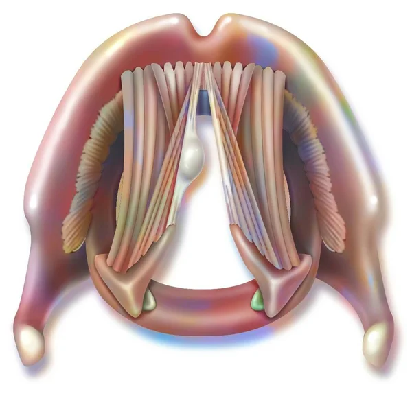 Polyp Vocal Cord Thyro Arytenoid Muscles — Foto Stock