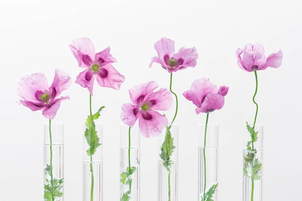 Opium purple Poppy in test tube for herbal medicine test and essential oil on concept of medicinal research.