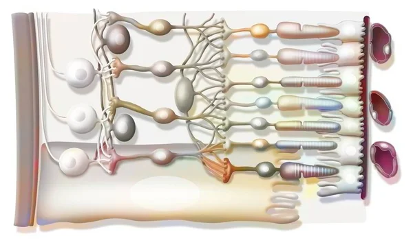 Zoom Structure Retina Vitreous Body Internal Limiting Membrane Ganglion Cells — ストック写真